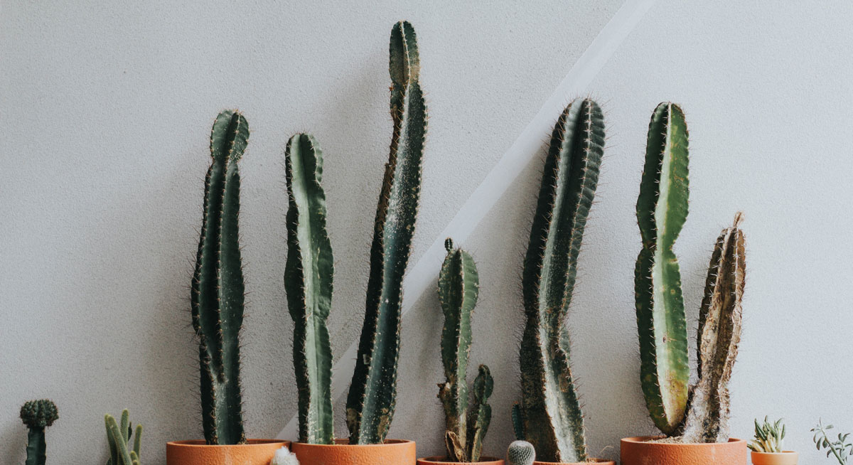 深圳食品包裝設(shè)計 深圳食品包裝設(shè)計