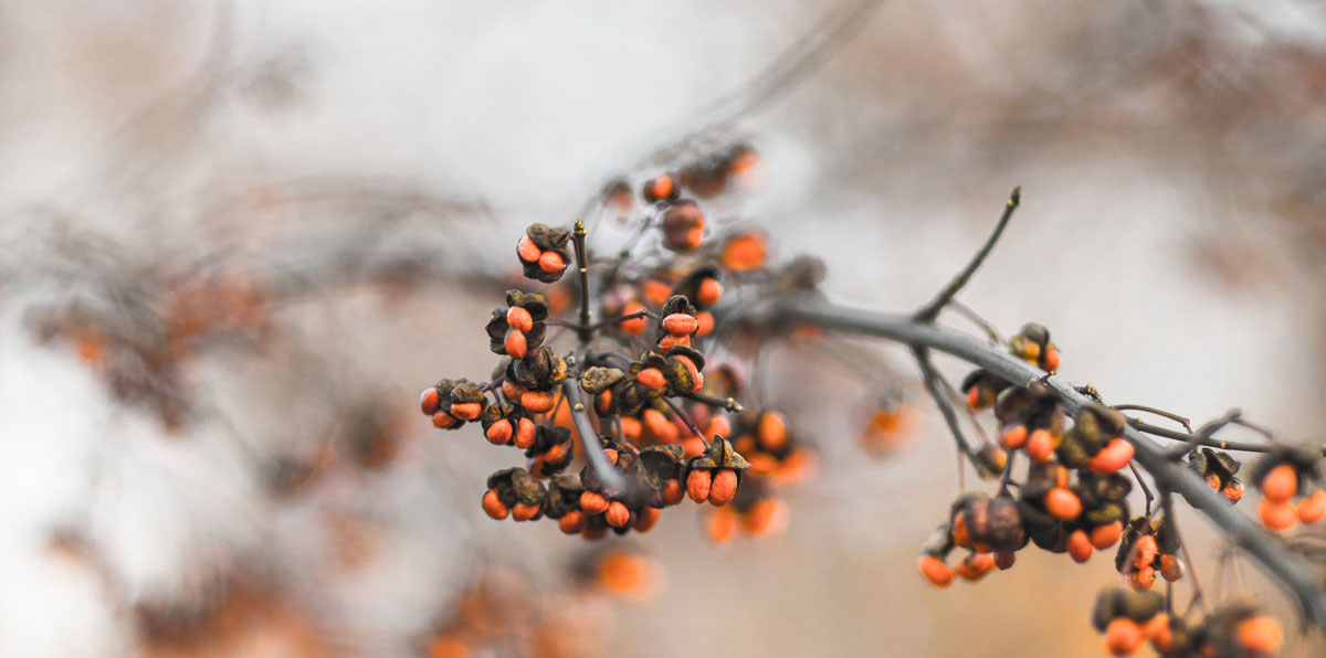 品牌策略全案設(shè)計(jì)